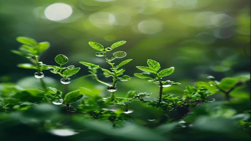 Nature and Mental Health 2026: The Science of Green Spaces